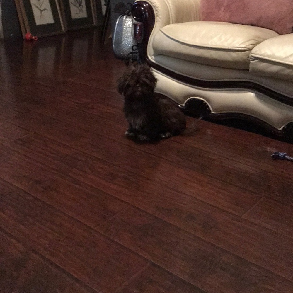 Meet your Posher, Kiki